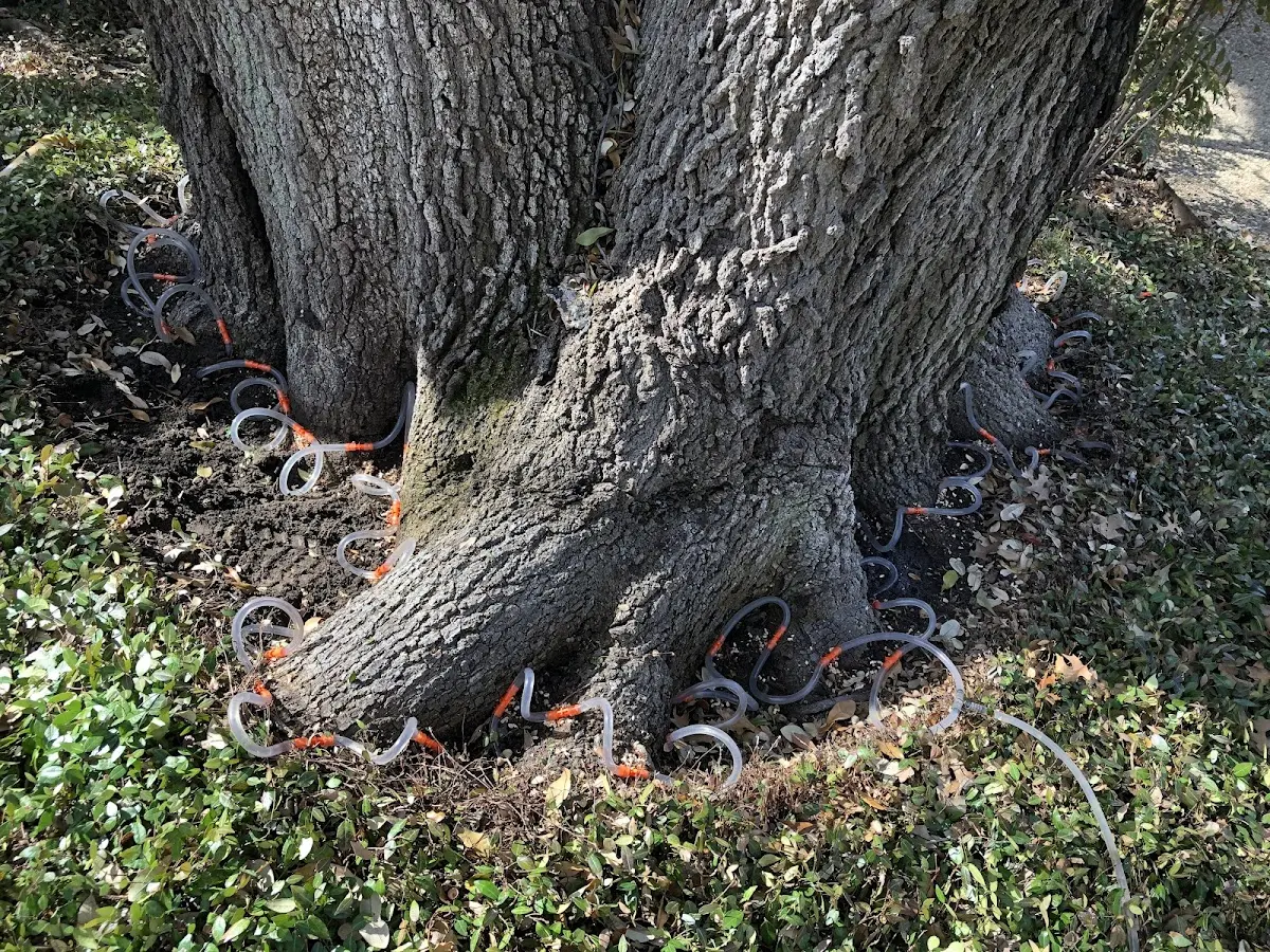 Detailed Tree Cabling and Bracing job site in Stanton