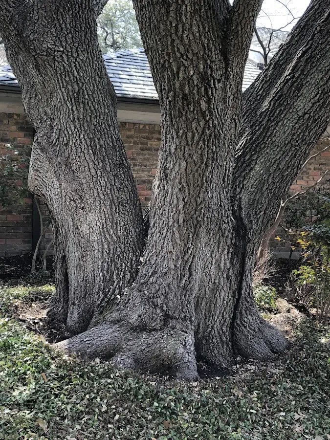 Mature heritage tree close to a Stanton property cared for by certified arborists
